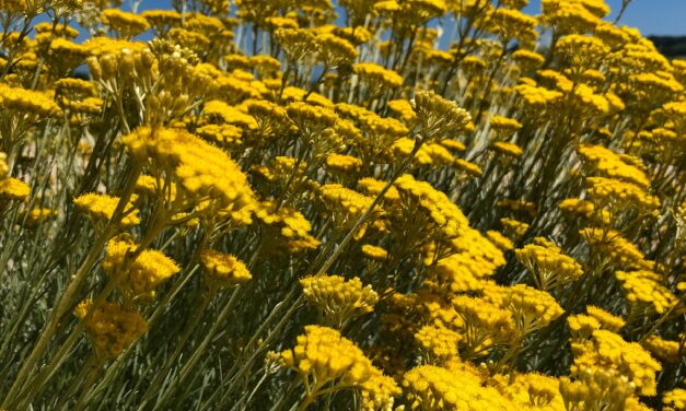 Elicriso: la conquista del sole